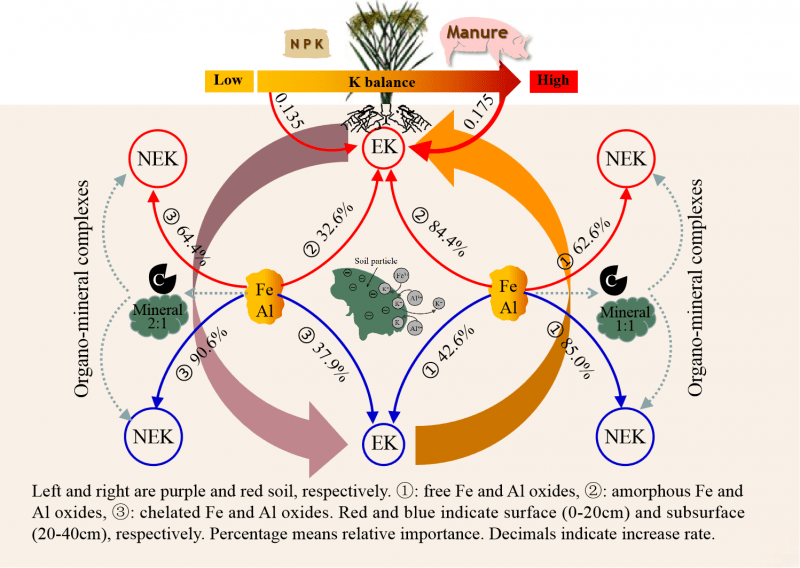 研究揭示水稻土鐵鋁氧化物調(diào)控鉀素轉(zhuǎn)化的關(guān)鍵過(guò)程