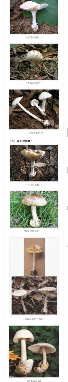 注意！別采別買(mǎi)別賣(mài)別吃野生蘑菇！又一起野生蘑菇致人中毒死亡事件
