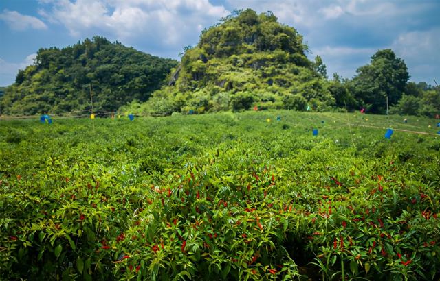千億級復(fù)合調(diào)味料市場，誰能一統(tǒng)舌尖上的江湖？