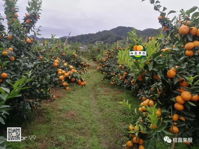 柑橘如何正確選擇著色劑？常用著色劑作用各不同