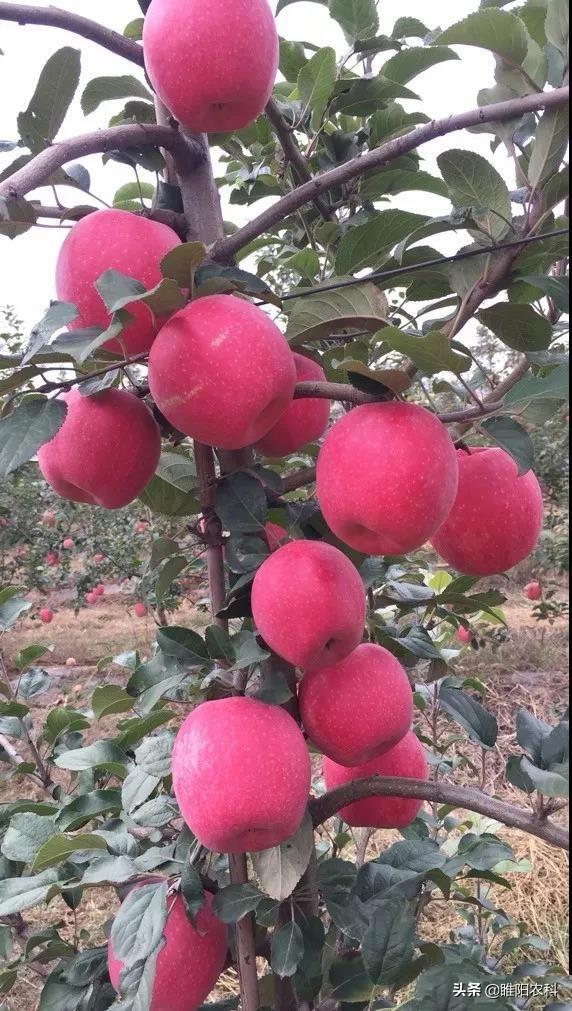 果樹專用著色劑，在轉(zhuǎn)色期噴一遍，7天即可全部著色成熟