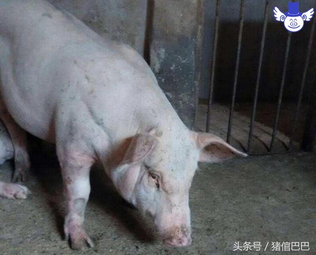 能顯著提高養(yǎng)豬效益的三種酶制劑，這錢花的值