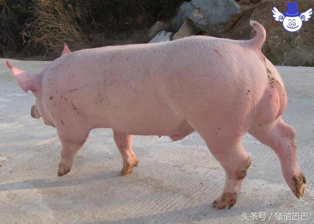 神奇的飼料添加劑第三期：使用率不高但不可或缺的酶制劑