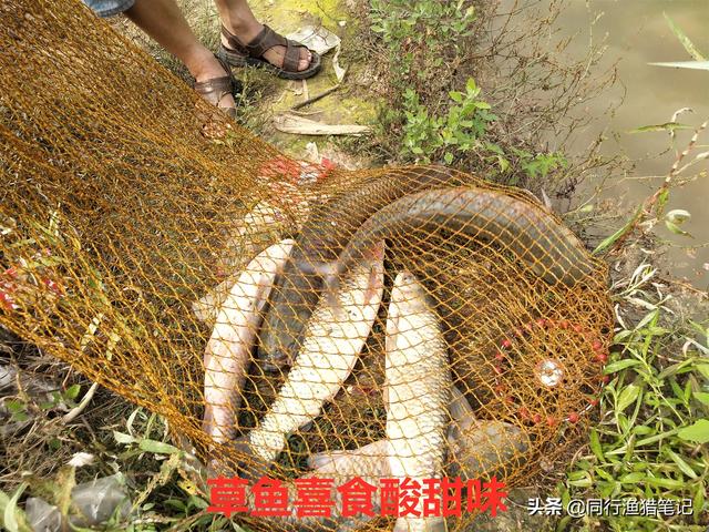 食品級(jí)果酸不應(yīng)被誤解，不但沒(méi)副作用而且在釣魚(yú)過(guò)程中應(yīng)用廣泛