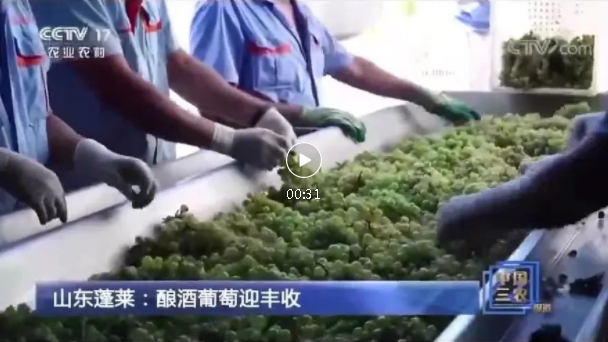 4天3上央視！國家級媒體頻頻聚焦蓬萊產(chǎn)區(qū)，報(bào)道中國盛唐·國賓酒莊葡萄基地釆收及壓榨場景