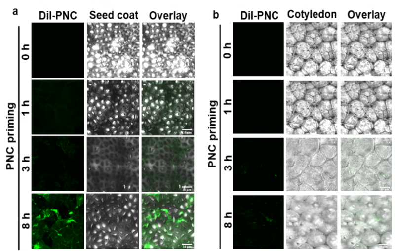 華中農(nóng)業(yè)大學在氧化鈰納米顆粒種子引發(fā)提高油菜耐鹽性中取得新進展