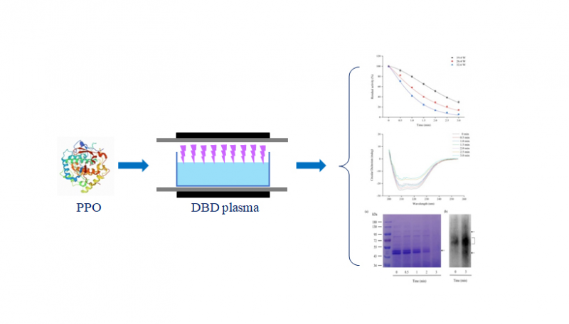 河南省冷鏈?zhǔn)称焚|(zhì)量安全控制重點實驗室相啟森帶領(lǐng)食品物理加工課題組在LWT-Food Science and Technology發(fā)表研究成果