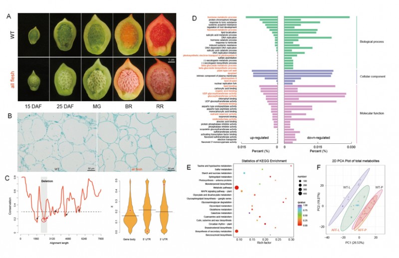 中國農(nóng)業(yè)科學(xué)院蔬菜花卉所研究揭示番茄心室組織液化調(diào)控基因的劑量效應(yīng)