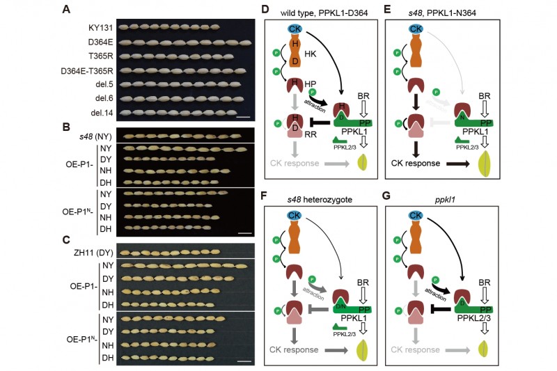 中國(guó)農(nóng)業(yè)科學(xué)院作科所發(fā)現(xiàn)全新的細(xì)胞分裂素信號(hào)調(diào)控機(jī)制