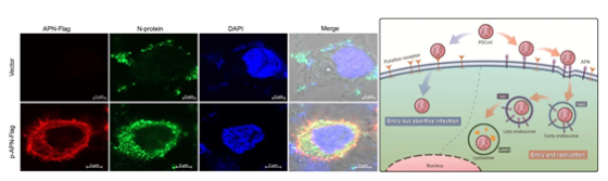 研究揭示氨基肽酶N促進(jìn)豬德爾塔冠狀病毒入侵細(xì)胞及復(fù)制的分子機(jī)制