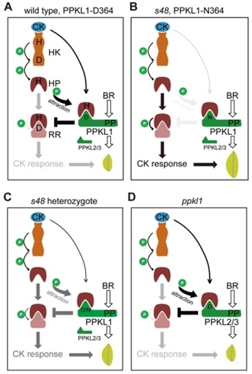 研究發(fā)現(xiàn)一條細(xì)胞分裂素信號(hào)通路調(diào)控水稻籽粒大小