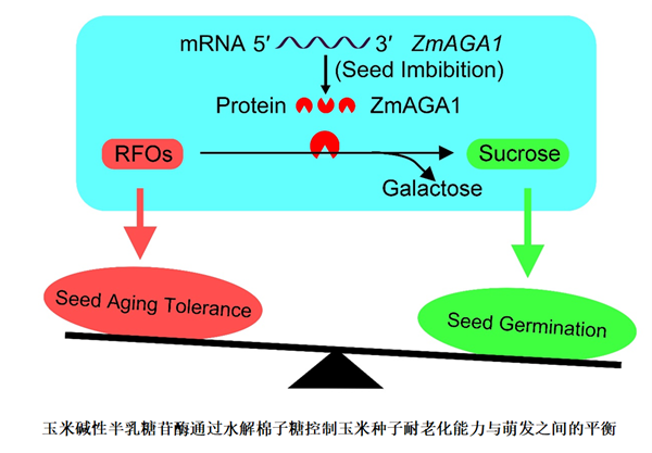 西北農(nóng)林科技大學(xué)趙天永實驗室發(fā)現(xiàn)調(diào)控玉米種子耐儲性與萌發(fā)速度之間平衡的新機制