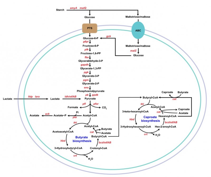 江南大學(xué)徐巖教授團(tuán)隊發(fā)表濃香型白酒釀造窖泥主體己酸菌生態(tài)適應(yīng)性研究成果（17級博士生王慧琳為一作）