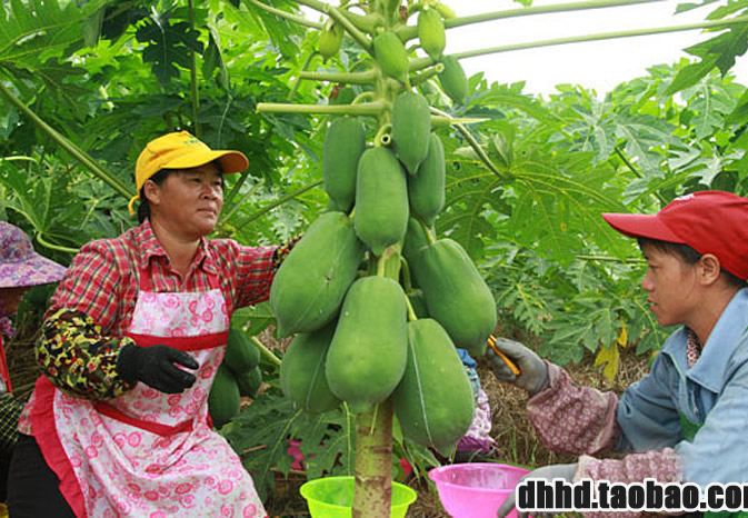 木瓜蛋白酶（木瓜酶,木瓜酵素,Papain）食品級(jí)木瓜蛋白酶在食品中的作用及使用方法