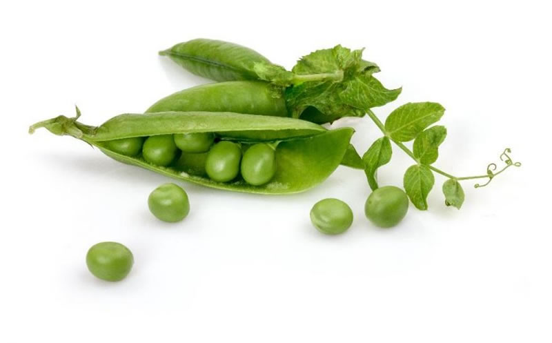 豌豆酶解生產植物蛋白飲料的酶解工藝是什么？