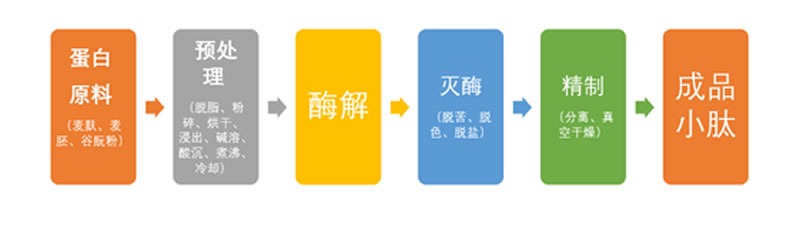 如何利用小麥蛋白酶解制備小麥蛋白多肽？