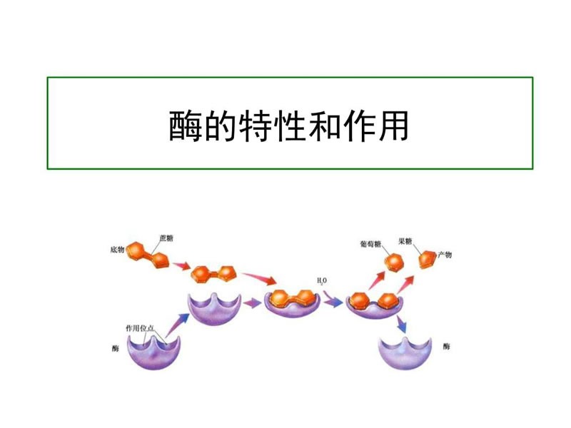 酶制劑在醫(yī)療器械清洗劑中的作用您了解多少？