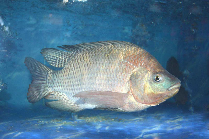 為什么木瓜蛋白酶酶解羅非魚皮膠原蛋白肽口感是苦的？