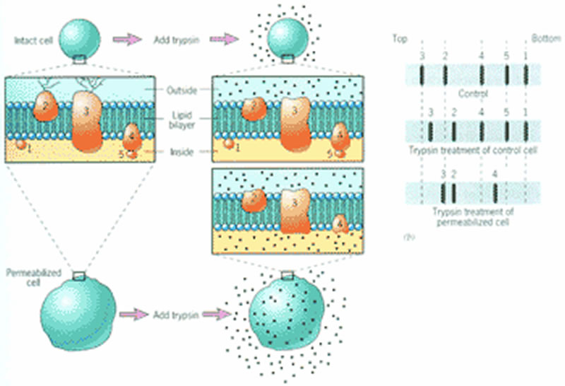 植物蛋白飲料蛋白質(zhì)改性方法有哪些？