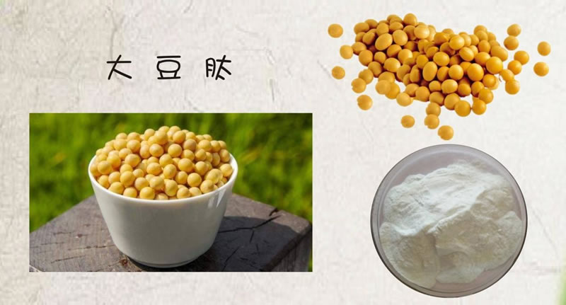 如何利用酶技術(shù)讓大豆蛋白水解制備生物活性肽？