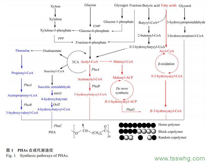 阿魏酸及其衍生物在食品添加劑領(lǐng)域研究進(jìn)展(一)
